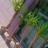 گل های آپارتمانی|گل و گیاه طبیعی|ملایر, |دیوار