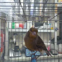 قناری نر شلاقی چمنی ابلغ پاکسازی شده در شهرضا|پرنده|شهرضا, |دیوار