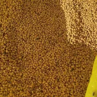 لوبیا قرمز محلی تمیز