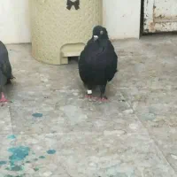 کفتر پرشی|پرنده|سیرجان, |دیوار