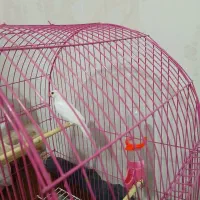 فنچ مصری|پرنده|خرمشهر, |دیوار