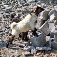 فروشی پنج عددخوشکل|حیوانات مزرعه|حویق, |دیوار