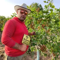 پسته پیوندی سردسیری پایه ucb1امریکایی مهندس قاسمی