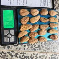 بادام|خوردنی و آشامیدنی|سامان, |دیوار