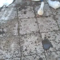 کبوتر سفید بسیار بسیار کشیده|پرنده|دهلران, |دیوار