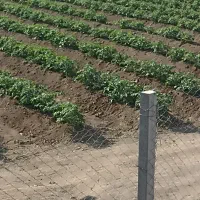 زمین زراعی|فروش دفتر صنعتی، کشاورزی، تجاری|انزل, |دیوار