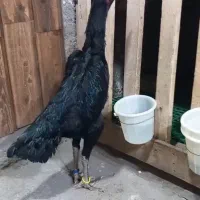 لاری|حیوانات مزرعه|رشت, بوسار|دیوار