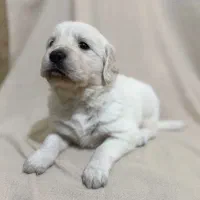 واگذاری گلدن رتریور