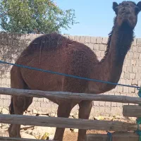 یک عدد شتر نر