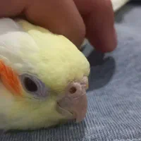 جوجه لوتینو