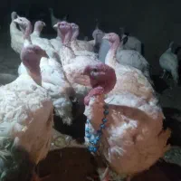 بوقلمون سنگین وزن جهت قربانی تا ۲۵ کیلو دارم