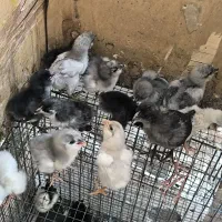 جوجه ریشو