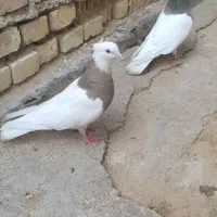 طوقی