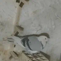 گمشده کبوتر پلاکی سه عدد زرهی و یک زرد