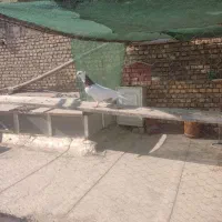 کبوتر طوقی سرخ ماده|پرنده|اصفهان, محمودیه|دیوار