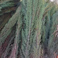 سرو ناز شیراز و ازگیل