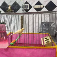 قناری نر دو ساله