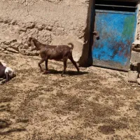 فروش بزغاله