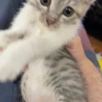 گربه نر|گربه|رشت, رشتیان|دیوار