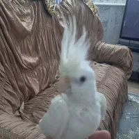یک عدد البینو  ماده آماده دستی معاوضه با نر دستی