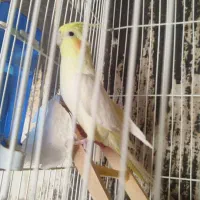 عروس هلندی نر