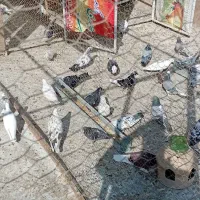 کفتر یا کبوتر خوب یجا|پرنده|پاکدشت, پاکدشت (مامازند)|دیوار