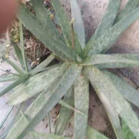 فروش گیاه آلوئه ورا توافقی به قیمت مناسب|گل و گیاه طبیعی|قم, زنبیل آباد|دیوار