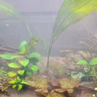 گیاه طبیعی آکواریومی|ماهی|تایباد, |دیوار