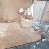 کبوترطوقی مهر  ۳جفت|پرنده|سمنان, |دیوار