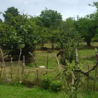 زمین باغی مسکونی /۱۶۱۶متر/مناسب سرمایه گذاری