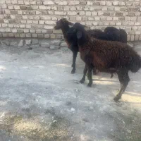 بره