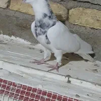 ی جفت کفتر طوقی پاک پاک عطیقه