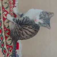 واگذاری گربه کوچولو|گربه|بجنورد, |دیوار