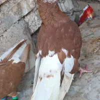 کفتر رنگی|پرنده|خرمشهر, |دیوار