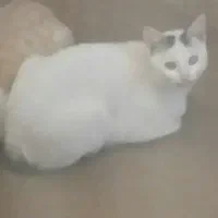 واگذاری گربه نر خانگی بسیار رام ودوست داشتنی