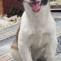سگ بازیگوش