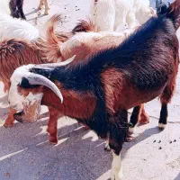 بز و کهره نر. شهرستان لنده