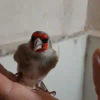 سهره کرمون.سهره چهارگل.سهره سبز