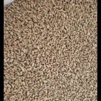 گندم سرخ تمیز