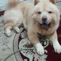 سگ چاو چاو|سگ|داراب, |دیوار