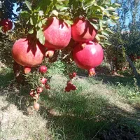 انار|خوردنی و آشامیدنی|کوهنانی, |دیوار