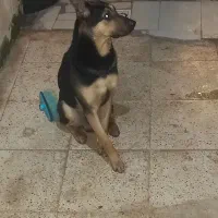 پیدا شده|حیوانات|رشت, جماران|دیوار