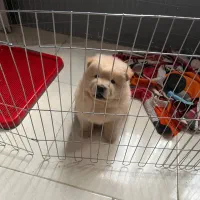 سگ چاو چاو وارداتی