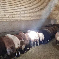 بره نر و ماده