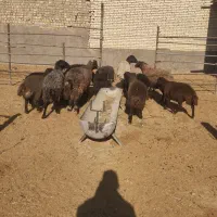 12راس میش افشاری جوان با بره 30کیلویی