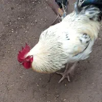 خروس|حیوانات مزرعه|بزینه رود, |دیوار