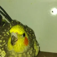 عروس هلندی|پرنده|مرودشت, بهارستان|دیوار