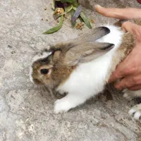 خرگوش