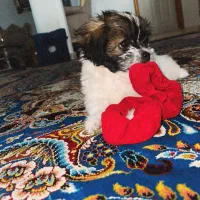 سگ شیتزو تریر