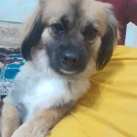 سگ گم شده مژدگانی عالی